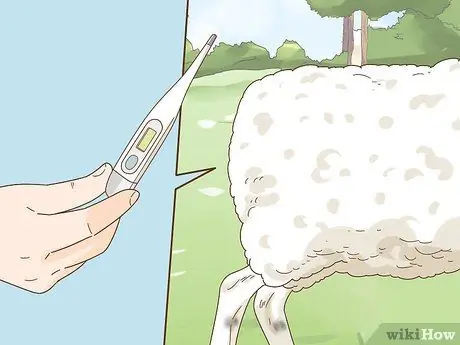 Уход за овцами с пневмонией Шаг 7