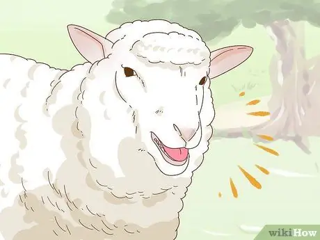 Уход за овцами с пневмонией Шаг 8