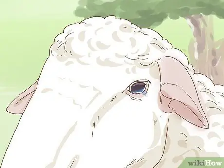 Уход за овцами с пневмонией Шаг 9