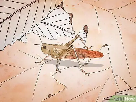 Рассекать саранчу Шаг 1