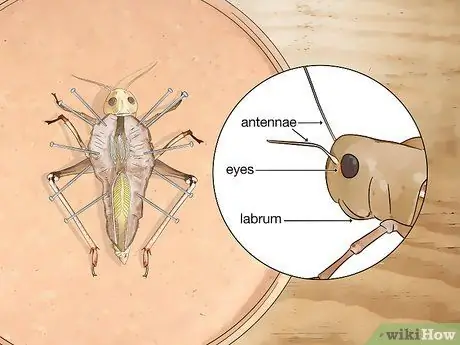 Рассекать саранчу Шаг 10