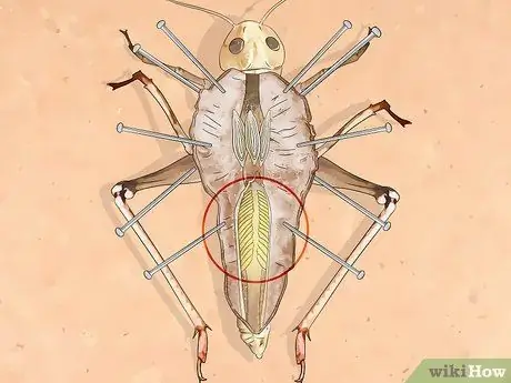 Рассекать саранчу Шаг 13