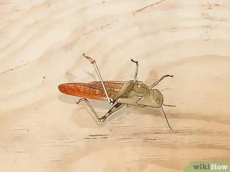 Рассекать саранчу Шаг 2