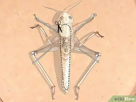 Рассечь саранчу Шаг 5