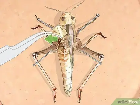 Рассекать саранчу Шаг 6