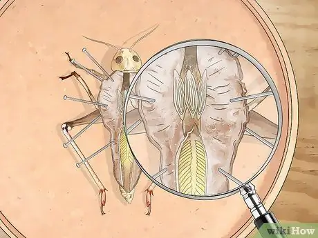 Рассекать саранчу Шаг 8