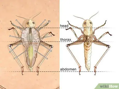 Обработка саранчи Шаг 9