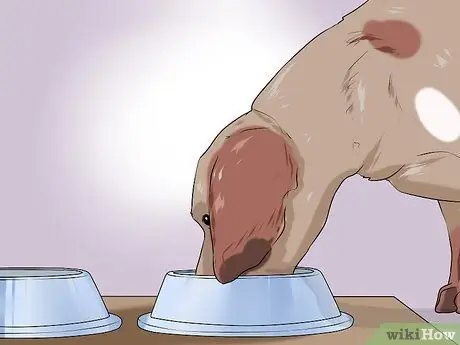 Доказательство собаки для вашего офиса Шаг 13