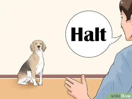 Доказательство собаки для вашего офиса Шаг 16