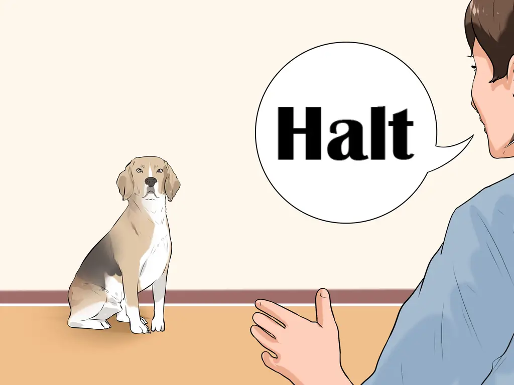 4 способа защитить офисное пространство от собак