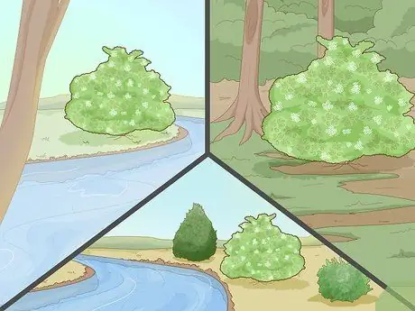 Определить бузину Шаг 2