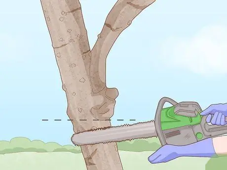 Определить бузину Шаг 3