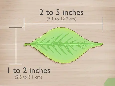 Определить бузину Шаг 4