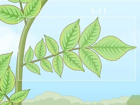 Определить бузину Шаг 5