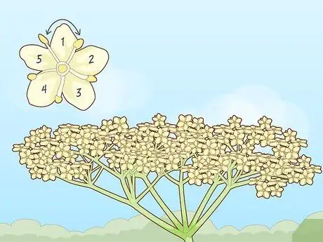 Определить бузину Шаг 6