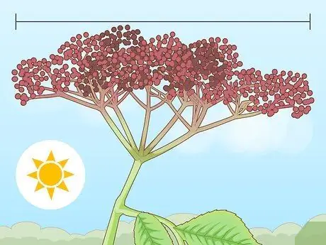 Определить бузину Шаг 7