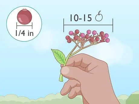 Определить бузину Шаг 8