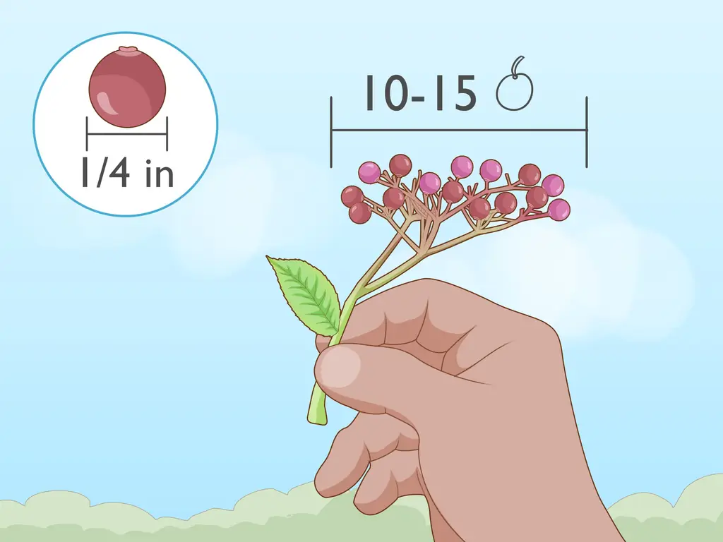 Простые способы идентифицировать бузину: 8 шагов (с изображениями)