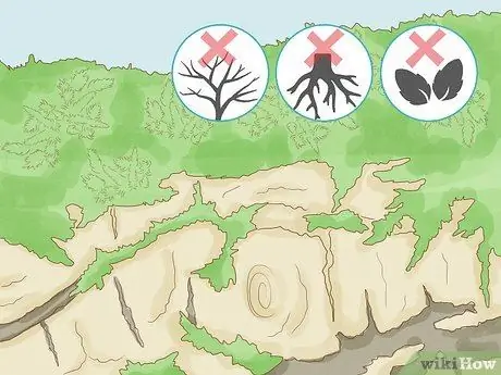 Определение мохообразных Шаг 1