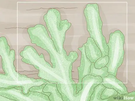 Определение мохообразных Шаг 10