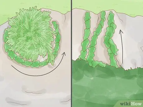 Определение мохообразных Шаг 11