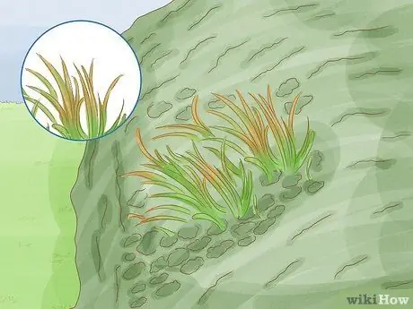 Определение мохообразных Шаг 12