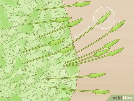 Определение мохообразных, шаг 2