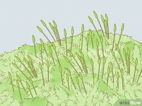 Определение мохообразных Шаг 3