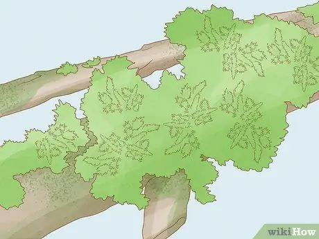 Определение мохообразных Шаг 4