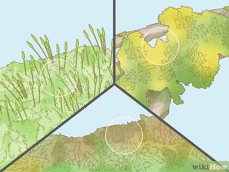 Определение мохообразных Шаг 5