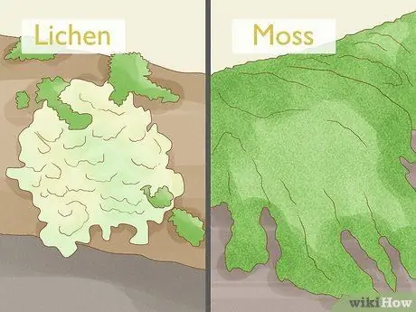 Определение мохообразных Шаг 6