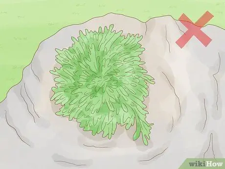 Определение мохообразных Шаг 7