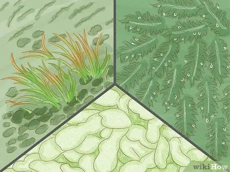 Определение мохообразных Шаг 8