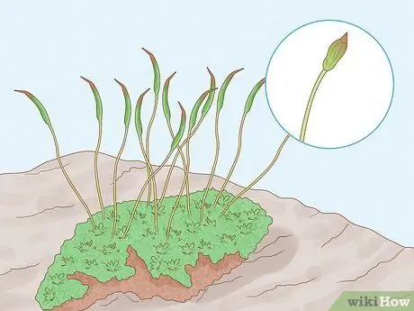 Определение мохообразных Шаг 9