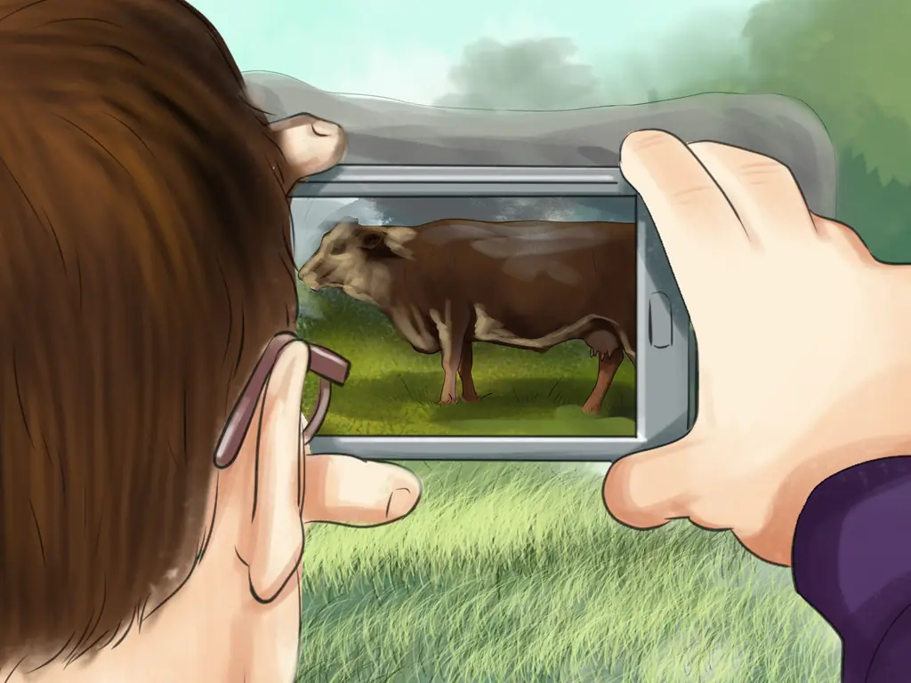 Как определить крупный рогатый скот черного герефорда: 4 шага (с иллюстрациями)