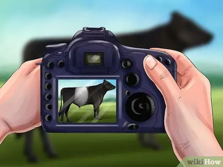 Определение голландского ленточного скота Шаг 4