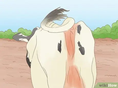 Как определить, была ли выведена корова или телка Шаг 3