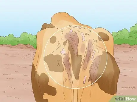 Как определить, была ли выведена корова или телка Шаг 4