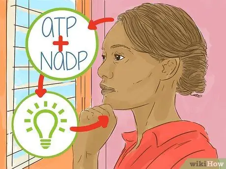 Объясните этап 7 фотосинтеза