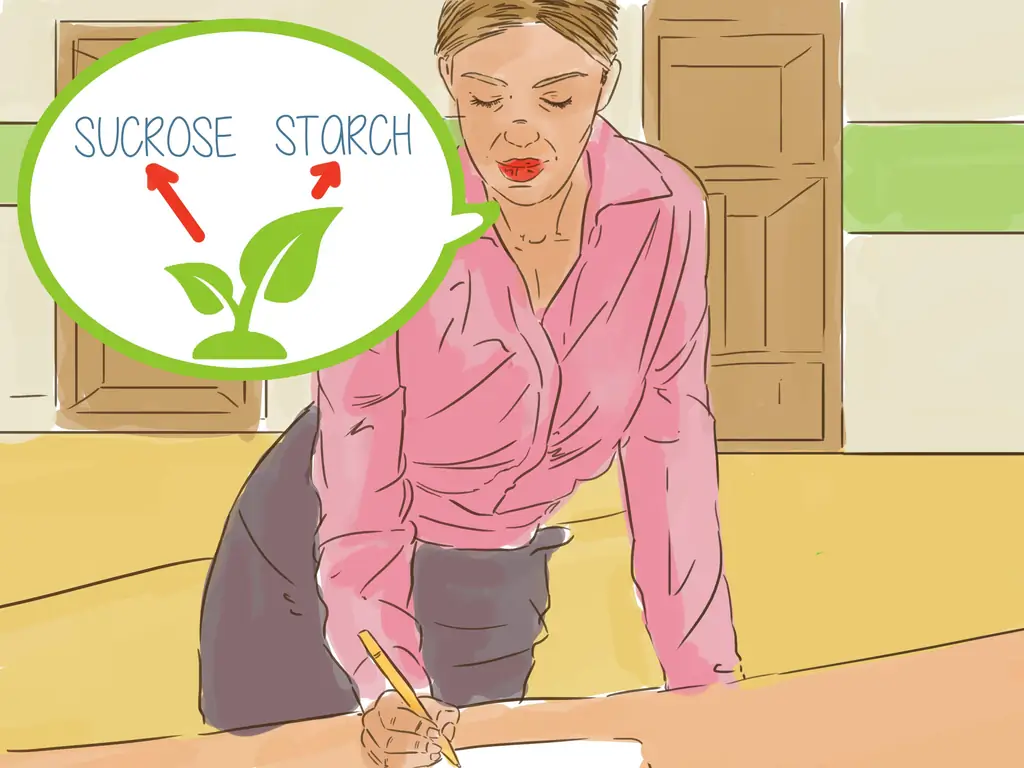 3 способа объяснить фотосинтез