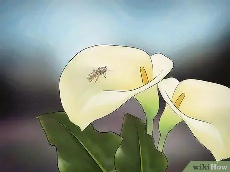 Тестовые реакции насекомых на цвет Шаг 11