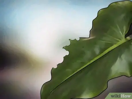 Тестовые реакции насекомых на цвет. Шаг 12