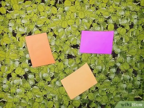 Тестовые реакции насекомых на цвет, шаг 2