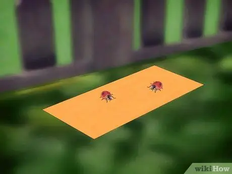 Тестовые реакции насекомых на цвет Шаг 4