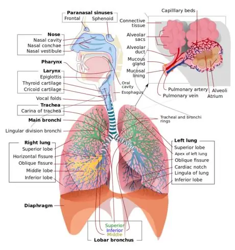 1200px Respiratory_system_complete_en