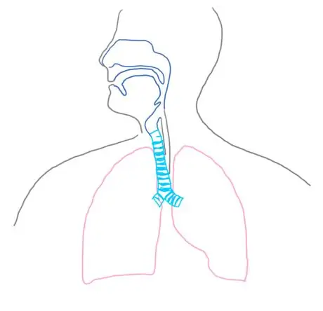 Пищевод_respsyst_gb2653