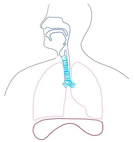 Диафрагма_respsyst_gb2653