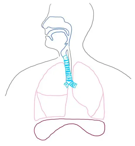 Lobes_respsyst_gb2653