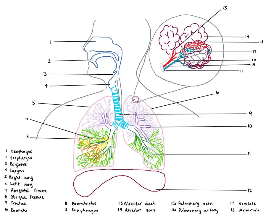Как нарисовать дыхательную систему человека: 13 шагов (с картинками)