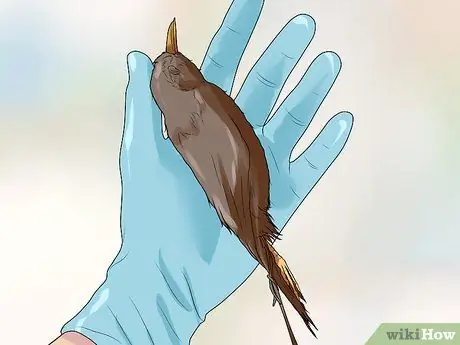 Сделайте дихотомический ключ Шаг 2